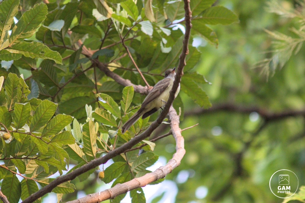 Swainson's Flycatcher - ML624254965