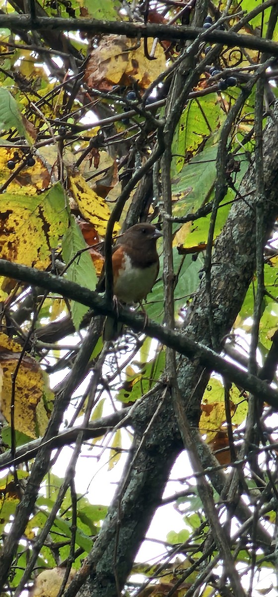 Eastern Towhee - ML624254973