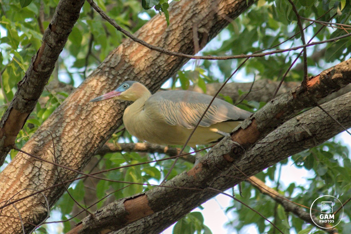 Whistling Heron - ML624255019