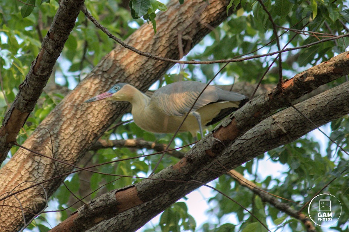 Whistling Heron - ML624255020