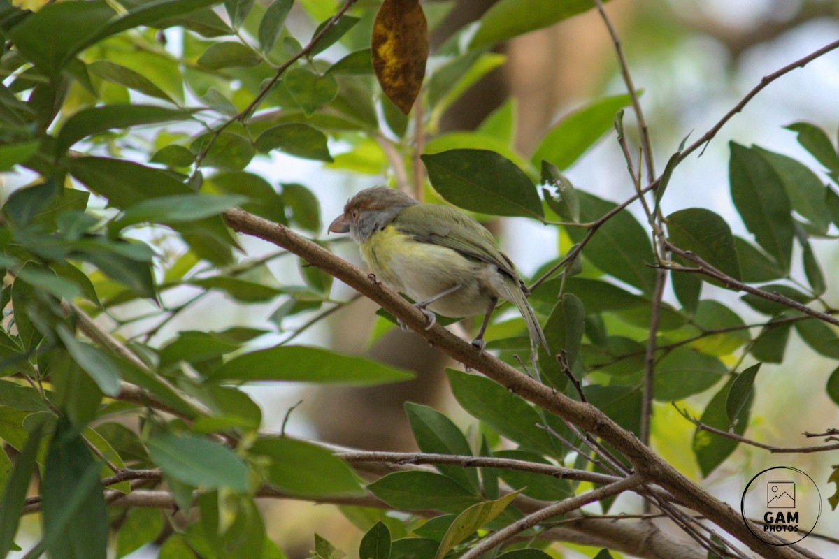 Rufous-browed Peppershrike - ML624255042
