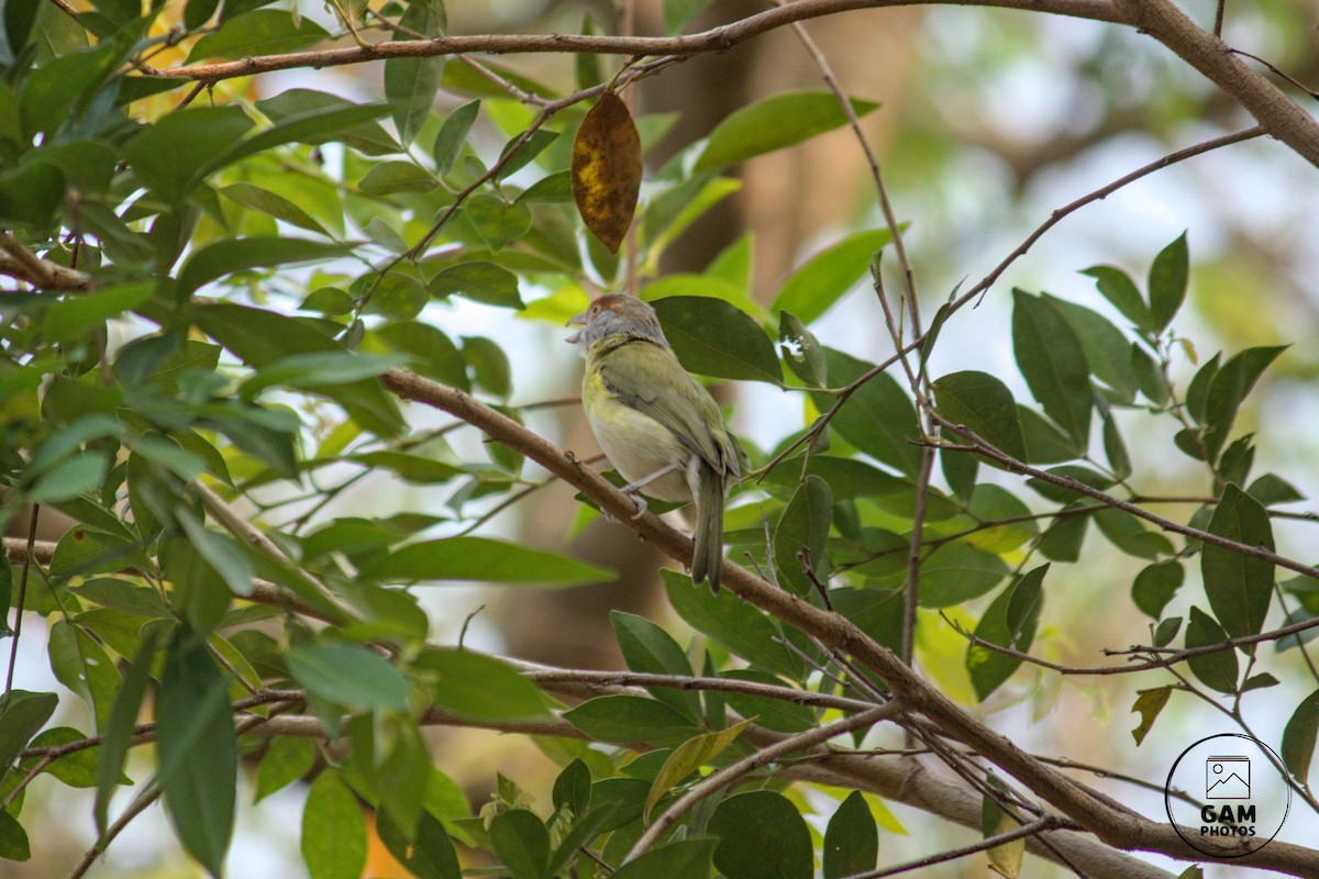 Rufous-browed Peppershrike - ML624255044