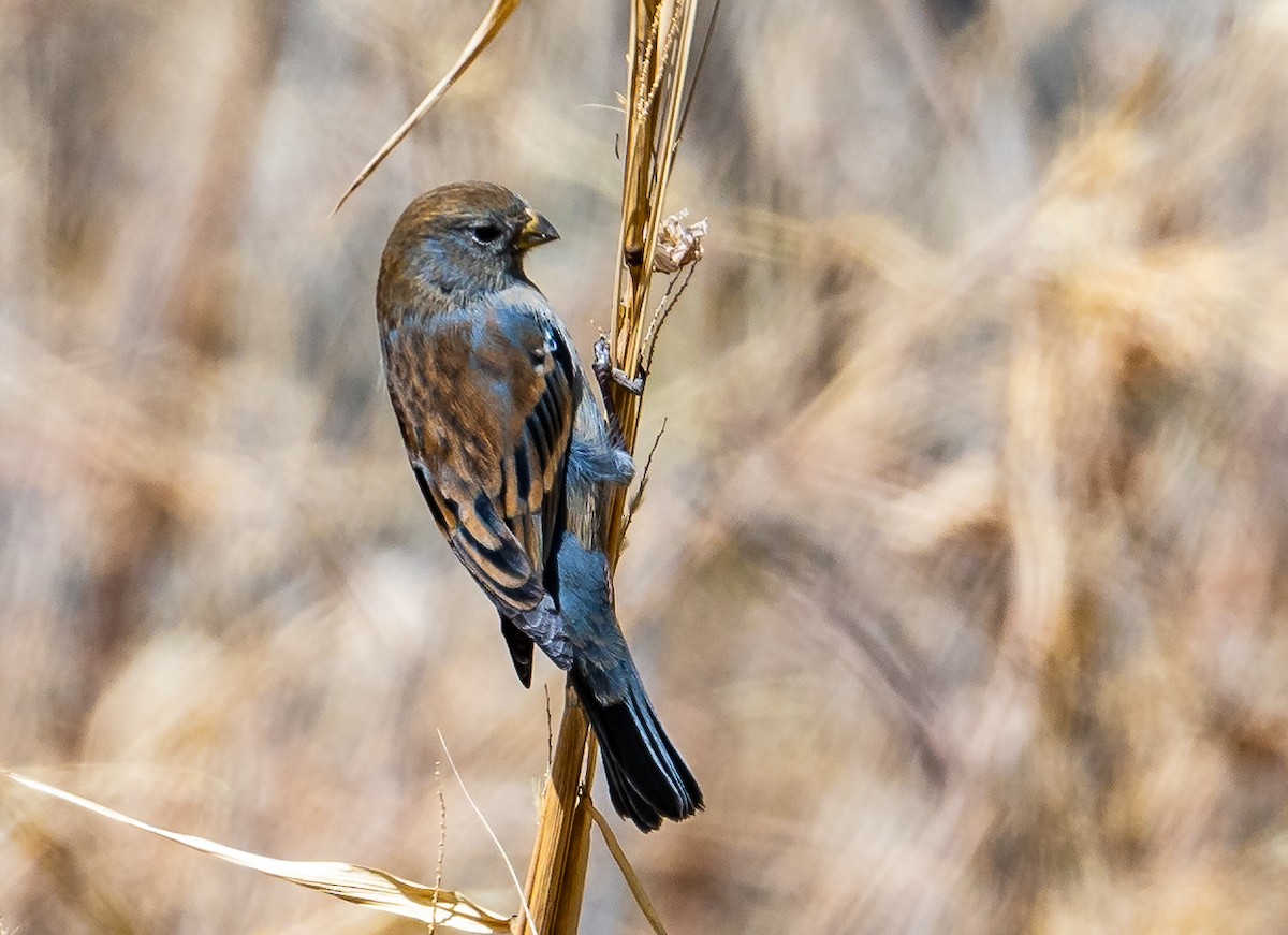 Band-tailed Seedeater - Lisa & Li Li