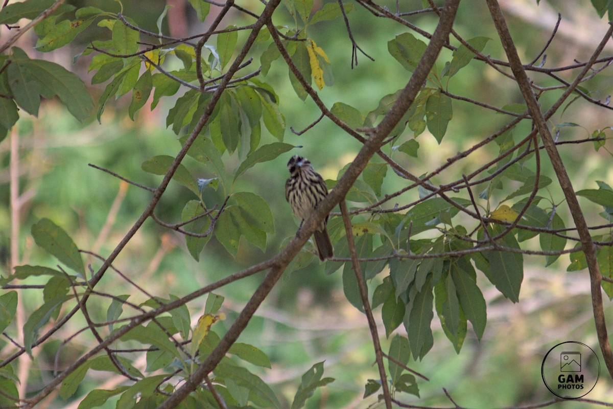 Streaked Flycatcher - ML624255090
