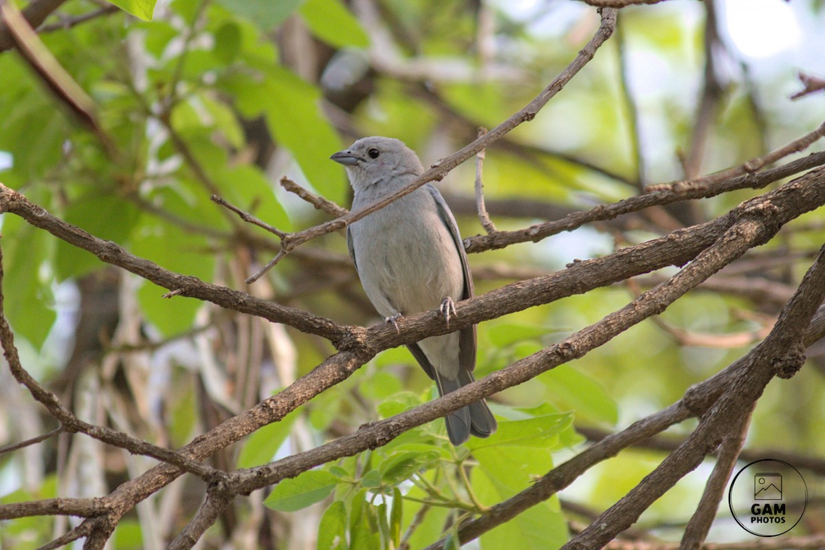 Sayaca Tanager - ML624255122