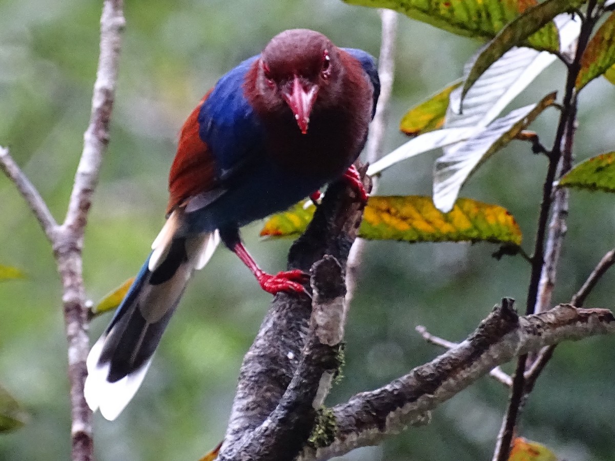 Sri Lanka Blue-Magpie - ML624255130