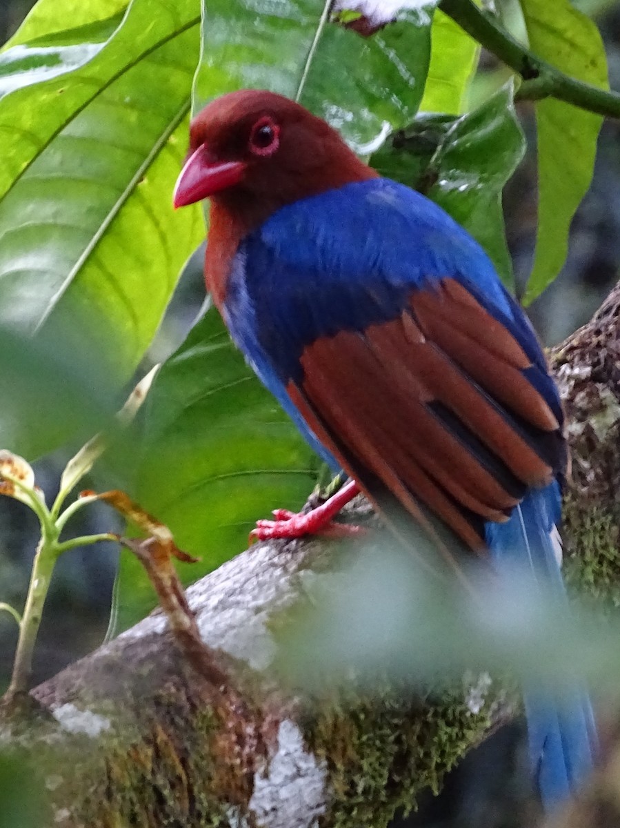 Sri Lanka Blue-Magpie - ML624255132