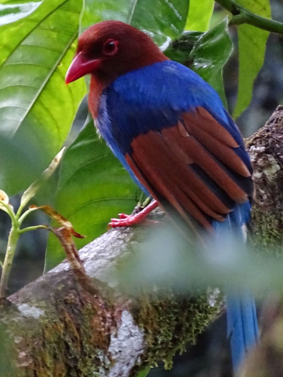 Sri Lanka Blue-Magpie - ML624255133