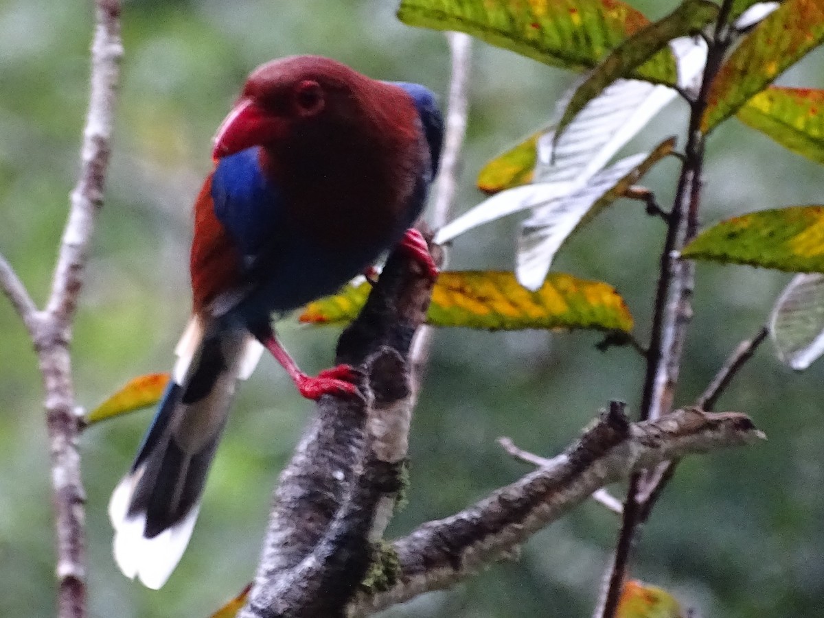 Sri Lanka Blue-Magpie - ML624255134