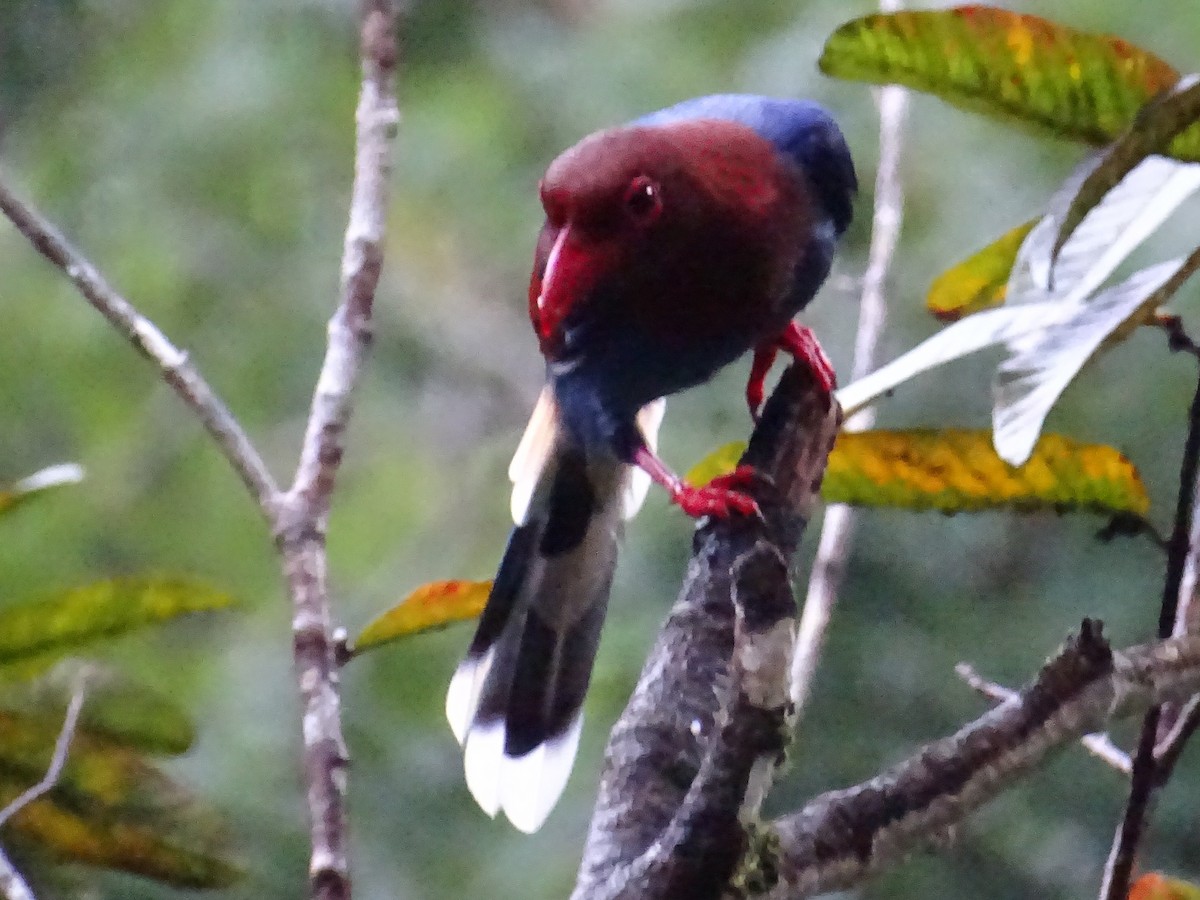 Sri Lanka Blue-Magpie - ML624255135