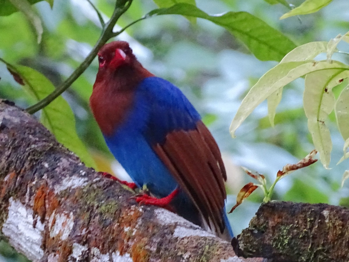 Sri Lanka Blue-Magpie - ML624255136