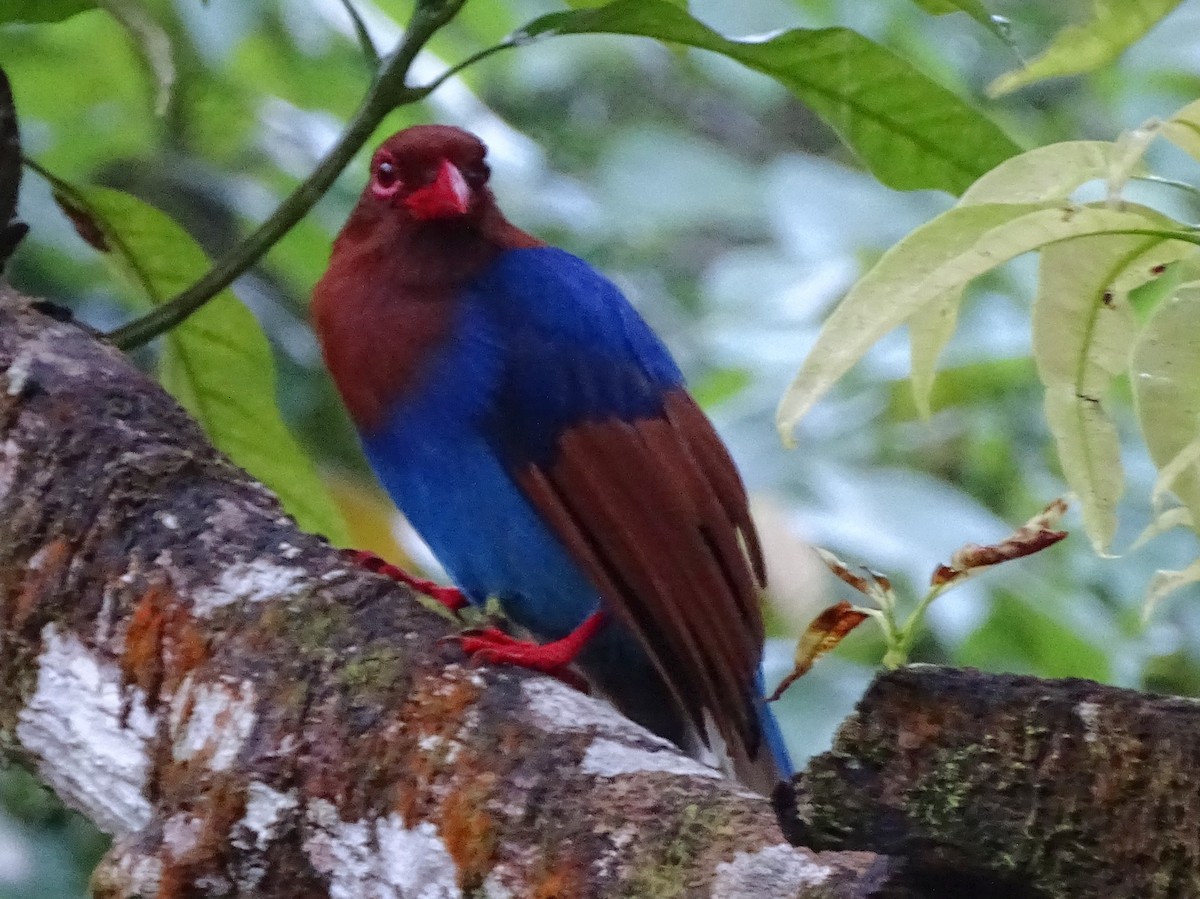 Sri Lanka Blue-Magpie - ML624255137