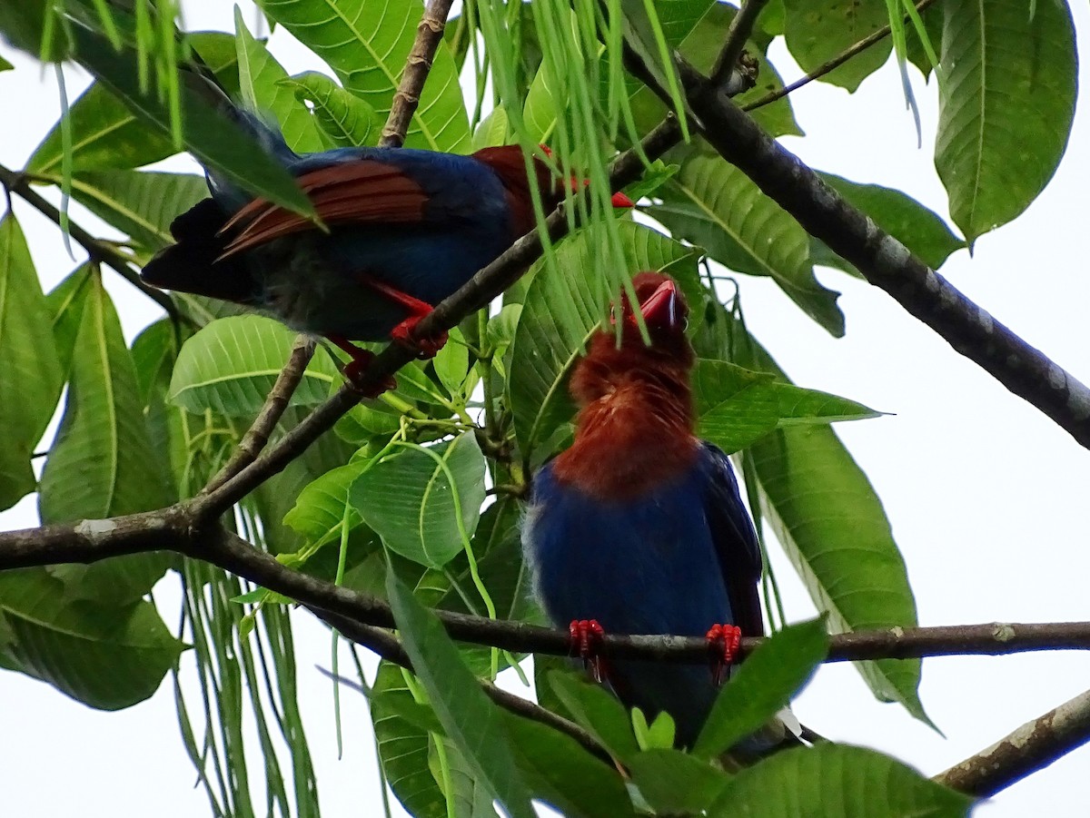 Sri Lanka Blue-Magpie - ML624255138