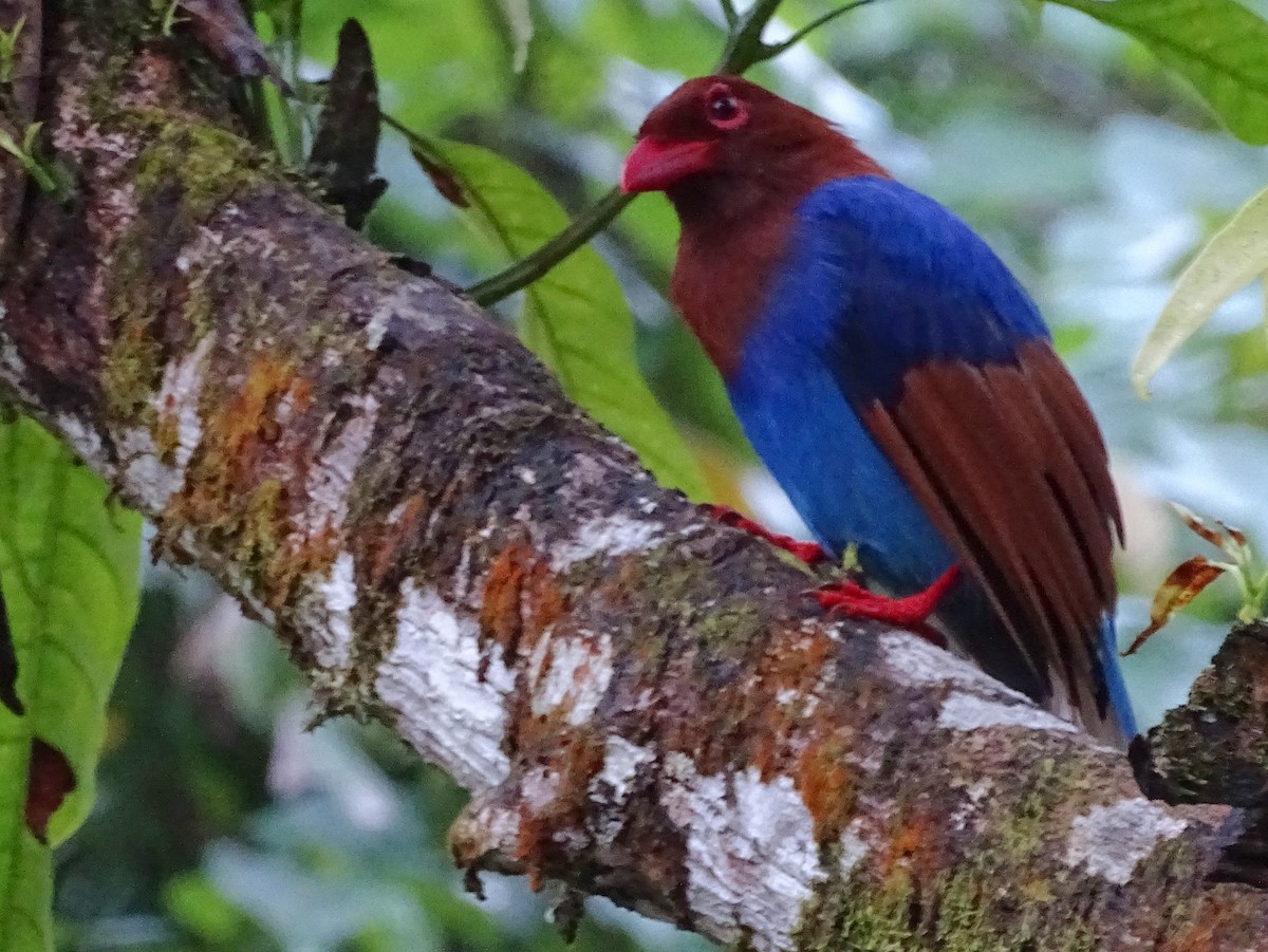 Sri Lanka Blue-Magpie - ML624255139