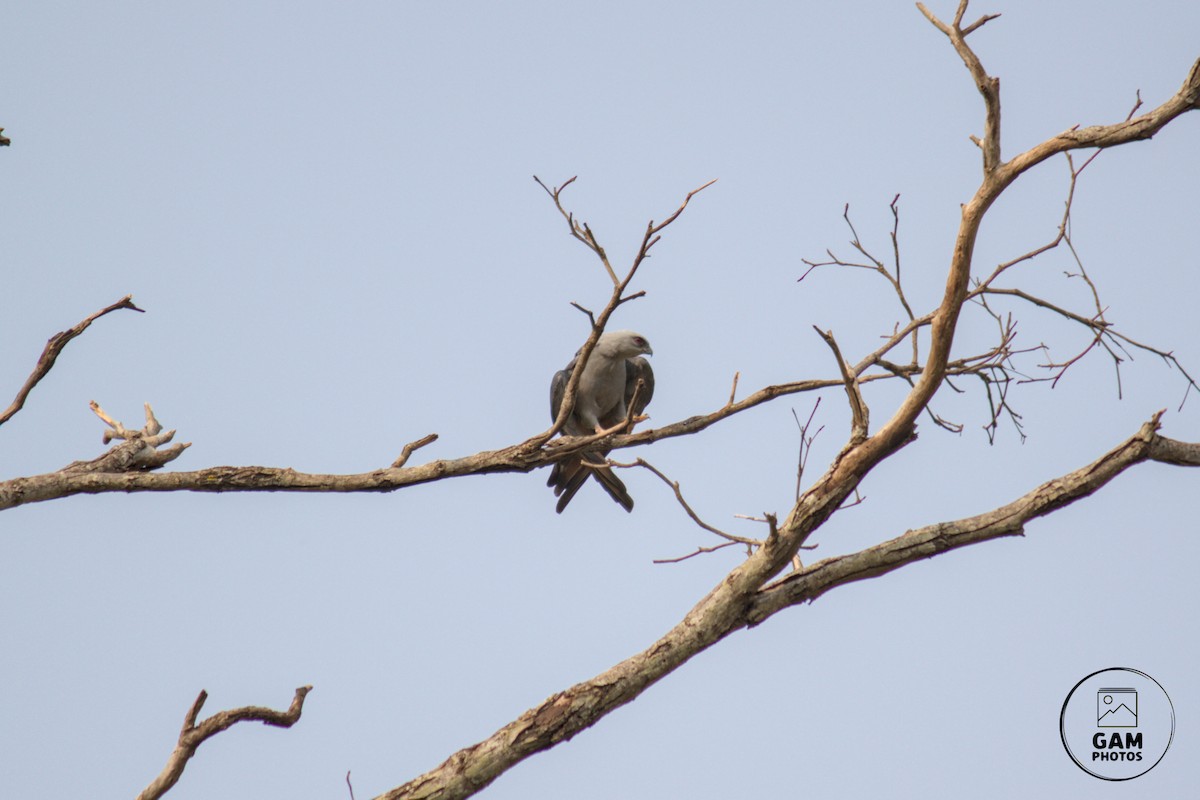 Plumbeous Kite - ML624255145