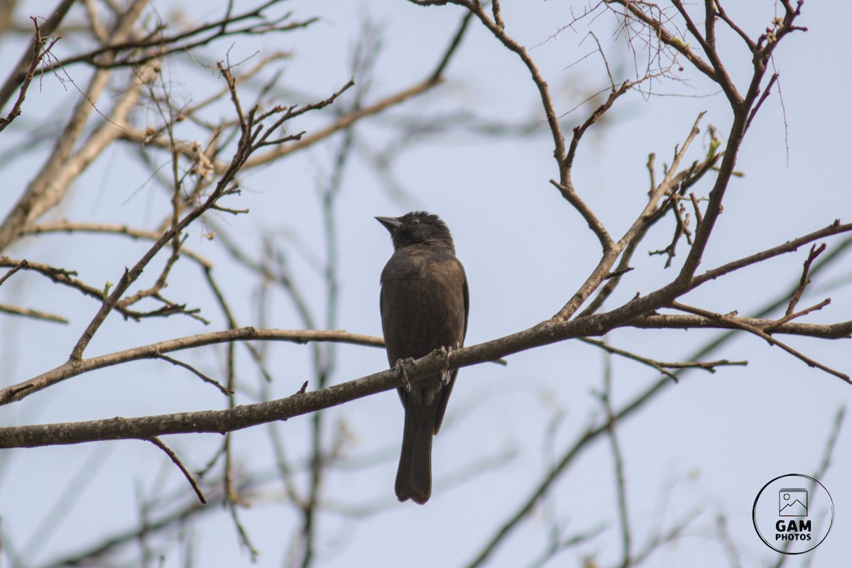 Shiny Cowbird - ML624255151