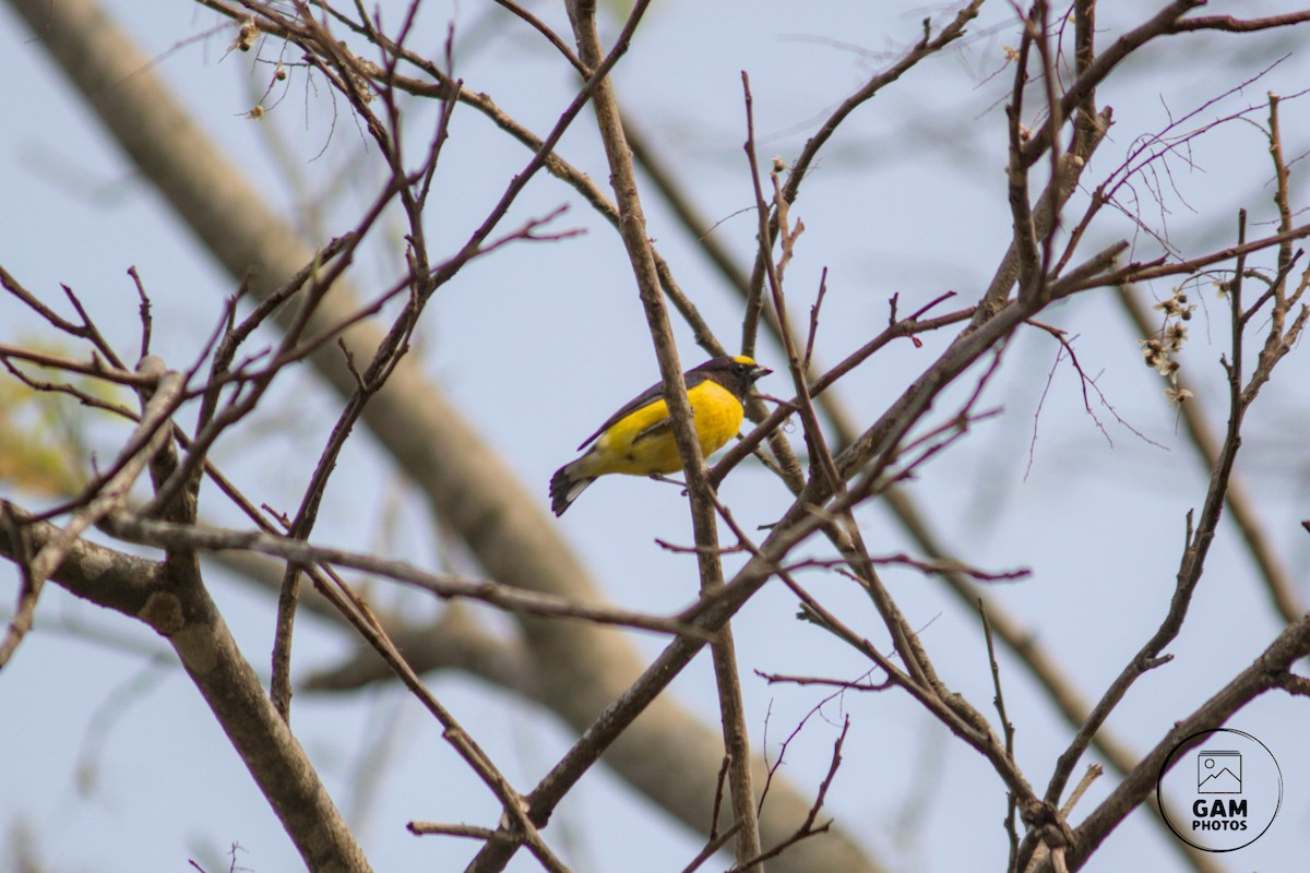 Purple-throated Euphonia - ML624255157