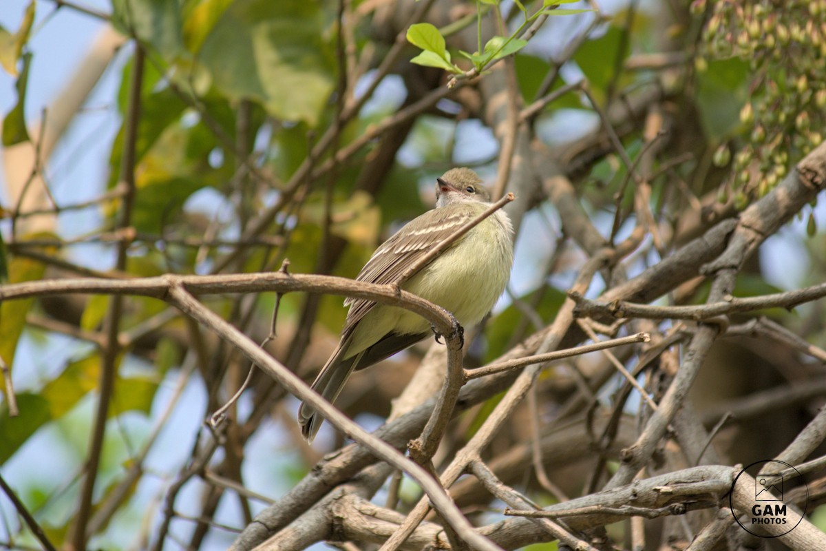 Large Elaenia - ML624255172
