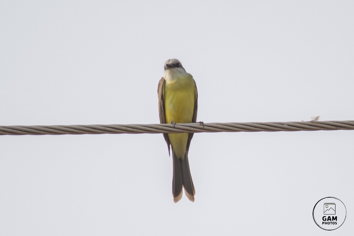 White-throated Kingbird - ML624255175