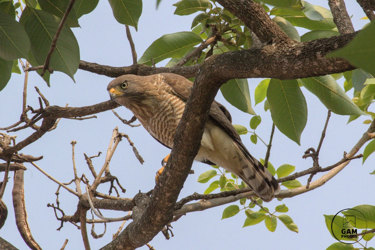 Roadside Hawk - ML624255182