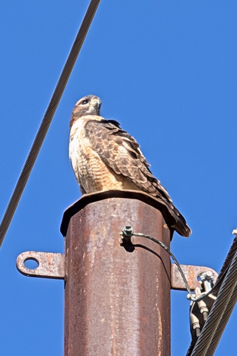 Red-tailed Hawk - ML624255277