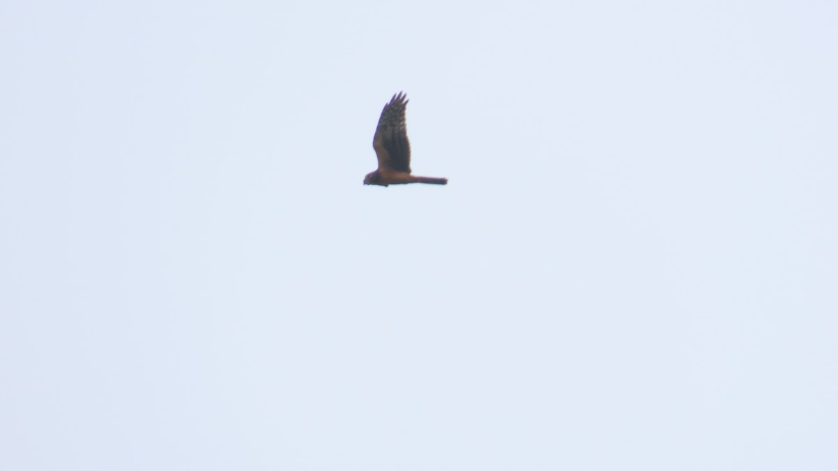 Northern Harrier - ML624255278