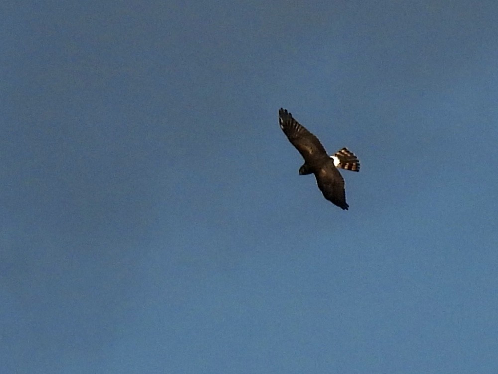 Northern Harrier - ML624255287