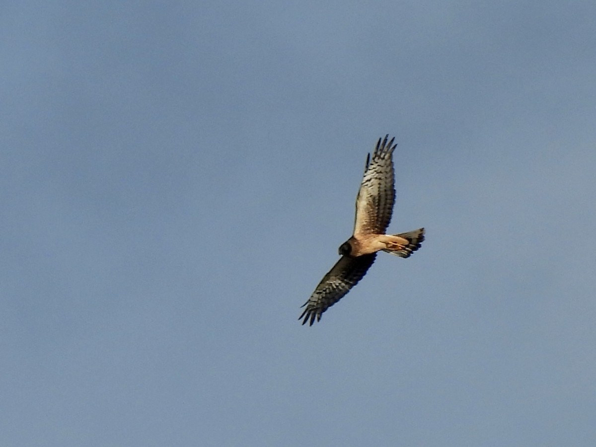 Northern Harrier - ML624255288