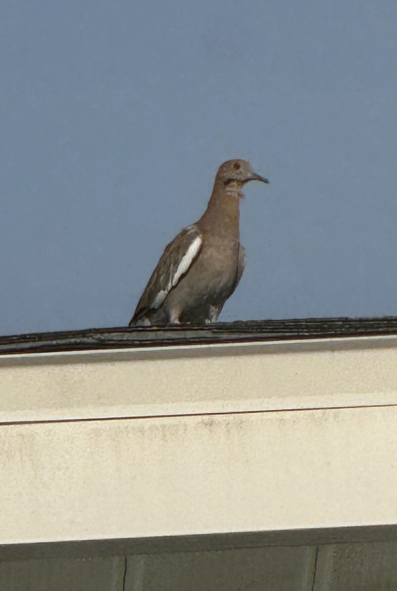 White-winged Dove - ML624255297