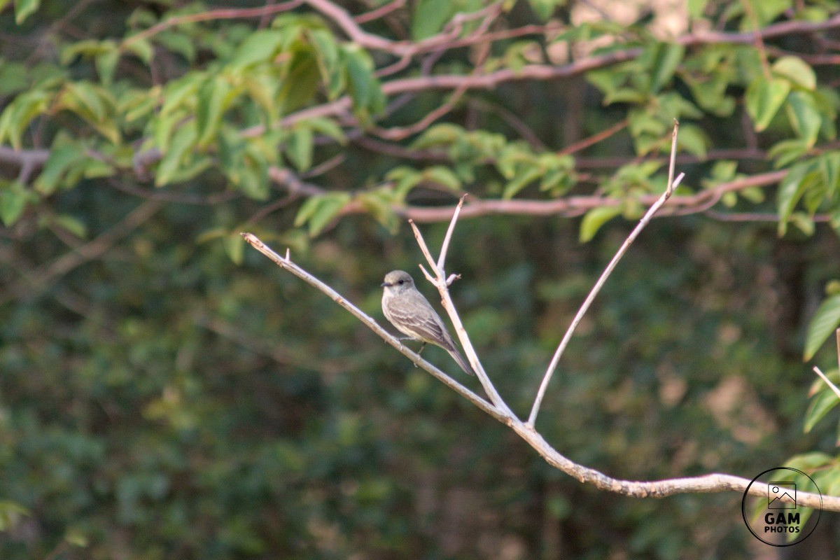 Vermilion Flycatcher - ML624255301