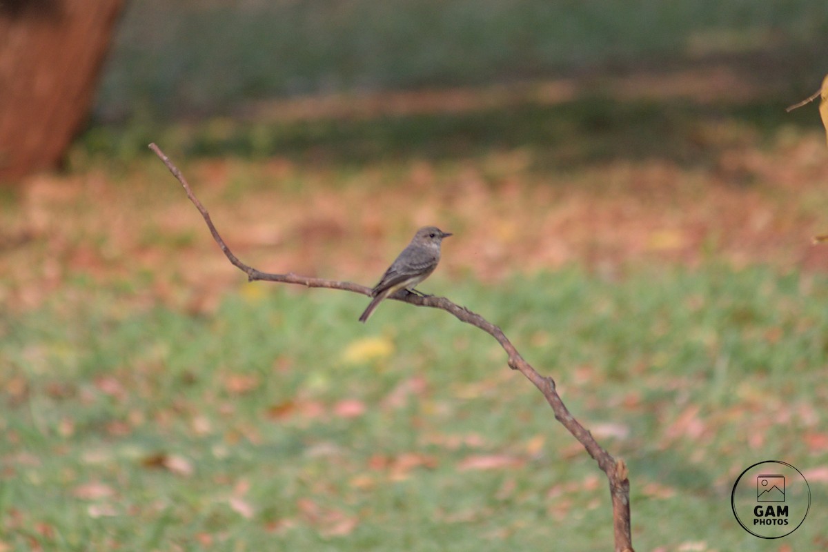 Vermilion Flycatcher - ML624255302