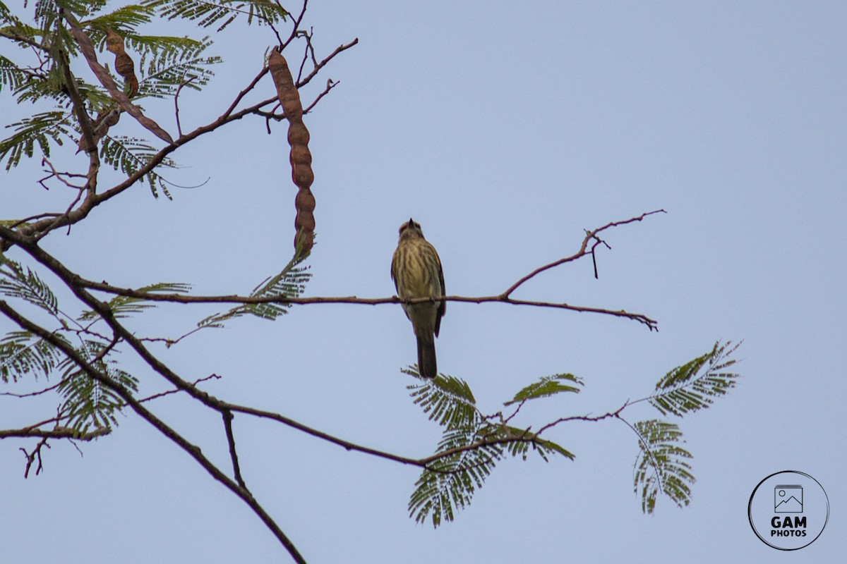 Variegated Flycatcher - ML624255304