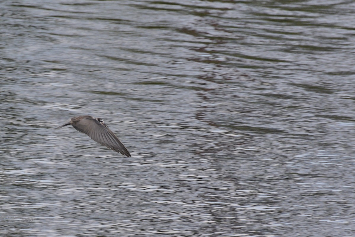 Black Tern - Tom Bisko