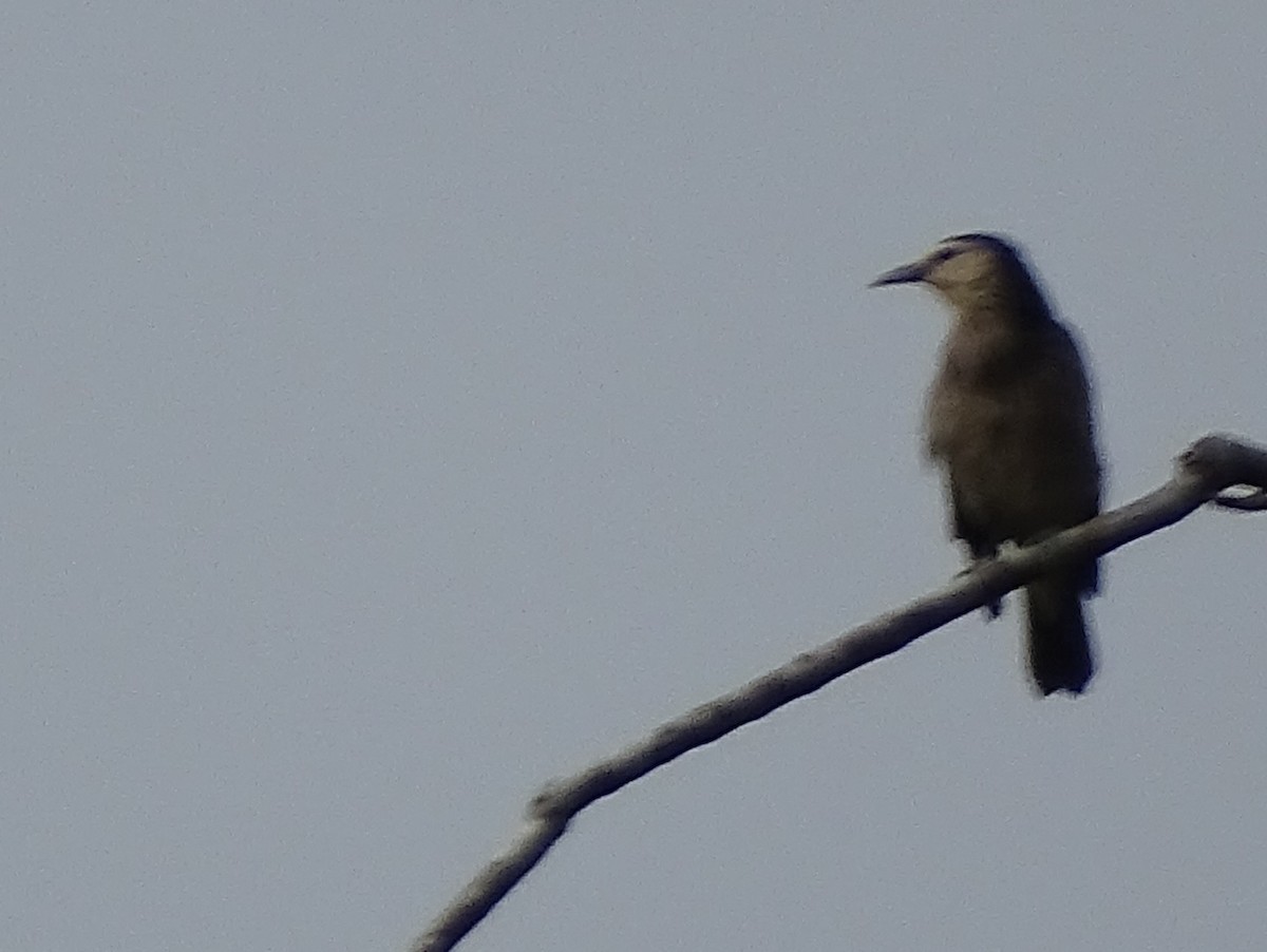 White-faced Starling - ML624255362