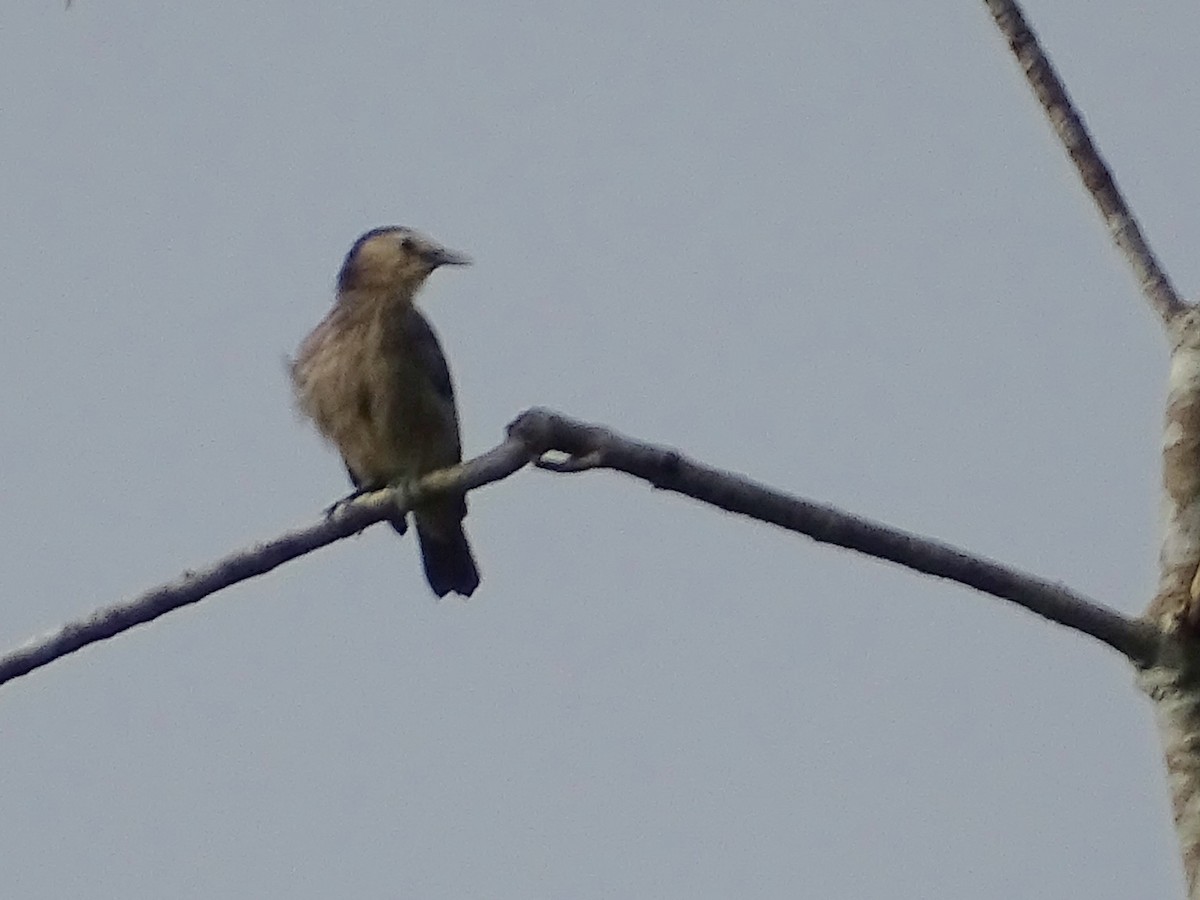 White-faced Starling - ML624255364