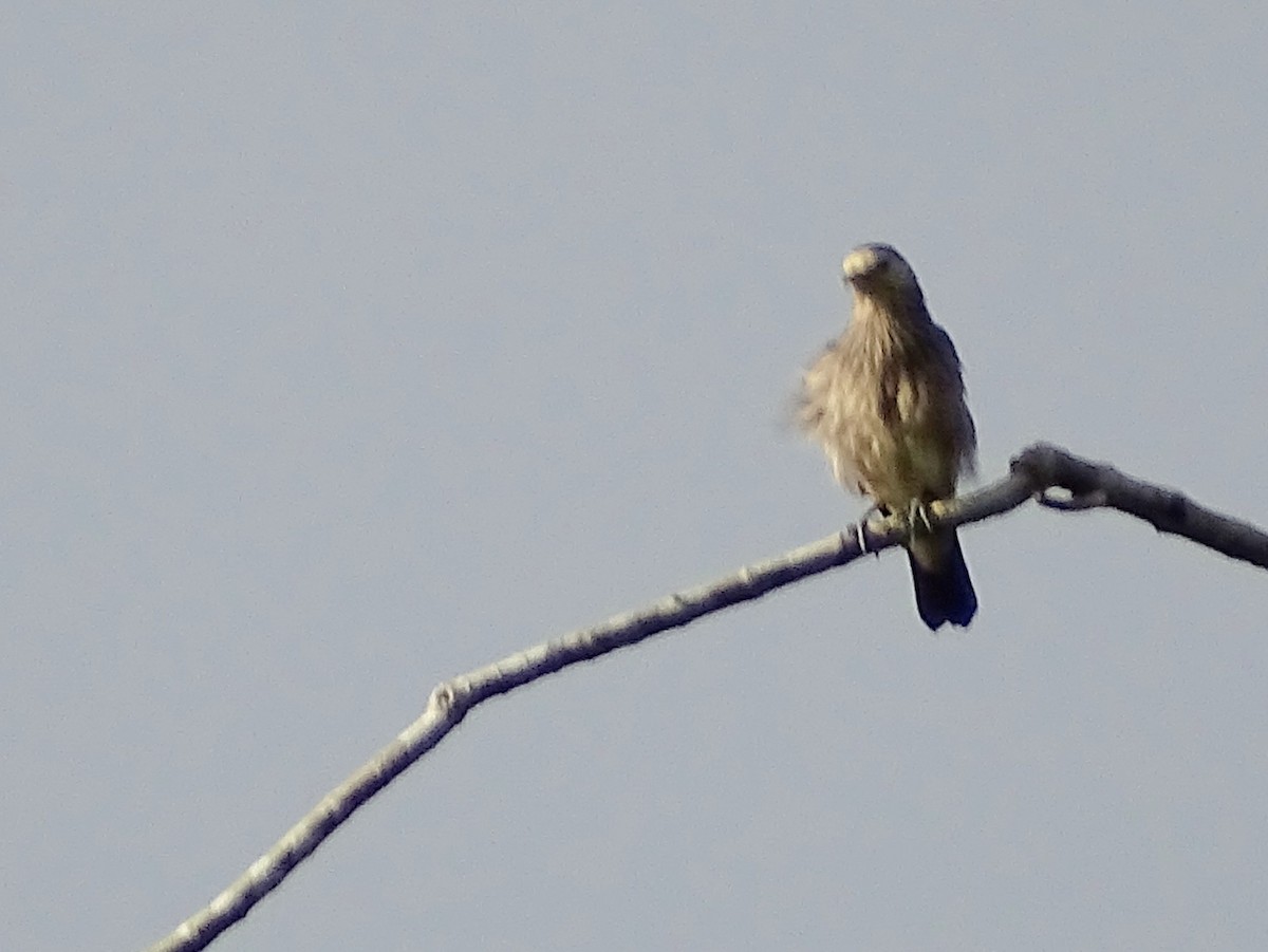 White-faced Starling - ML624255366