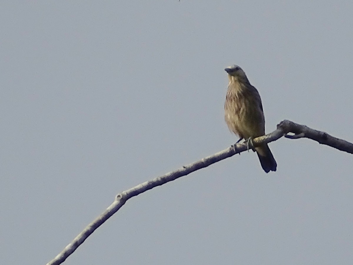 White-faced Starling - ML624255367