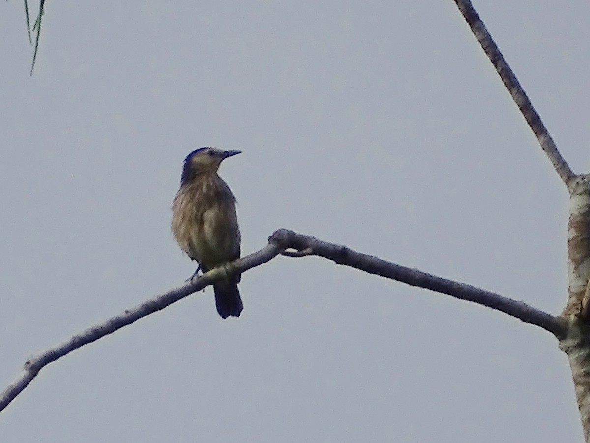 White-faced Starling - ML624255368