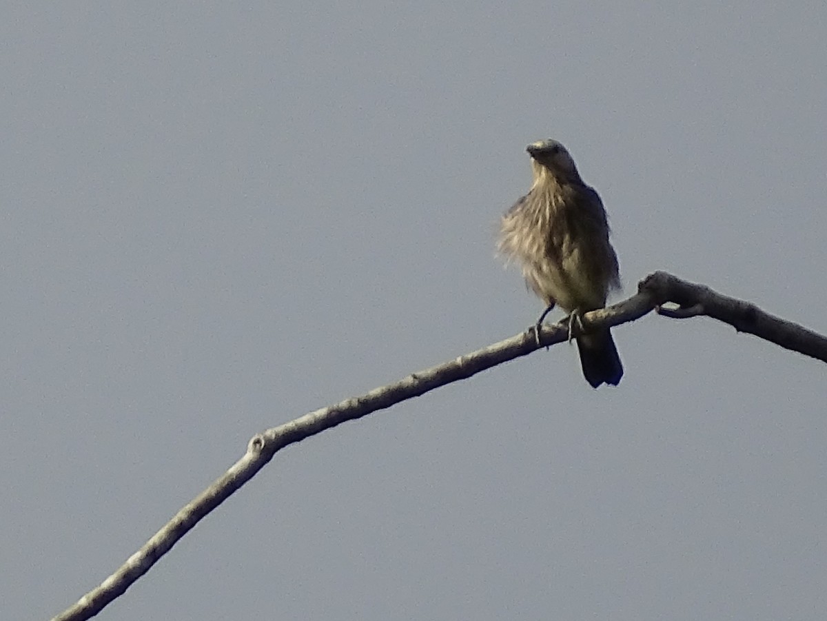 White-faced Starling - ML624255369