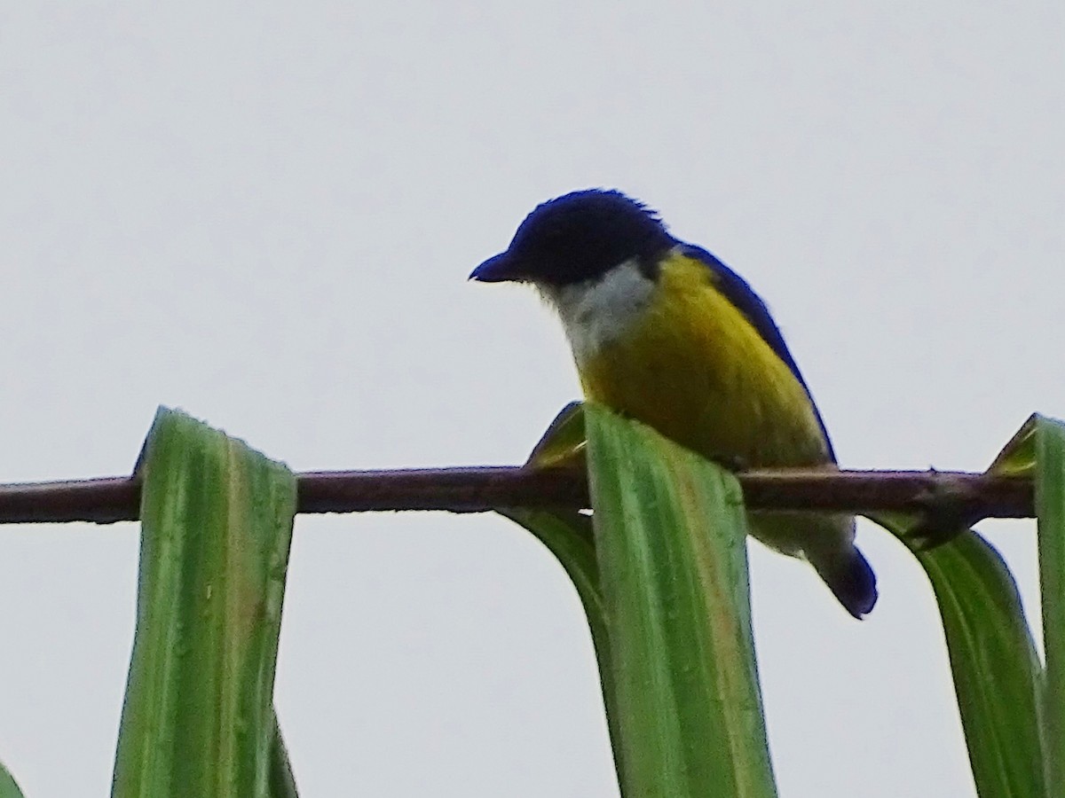 White-throated Flowerpecker - ML624255378