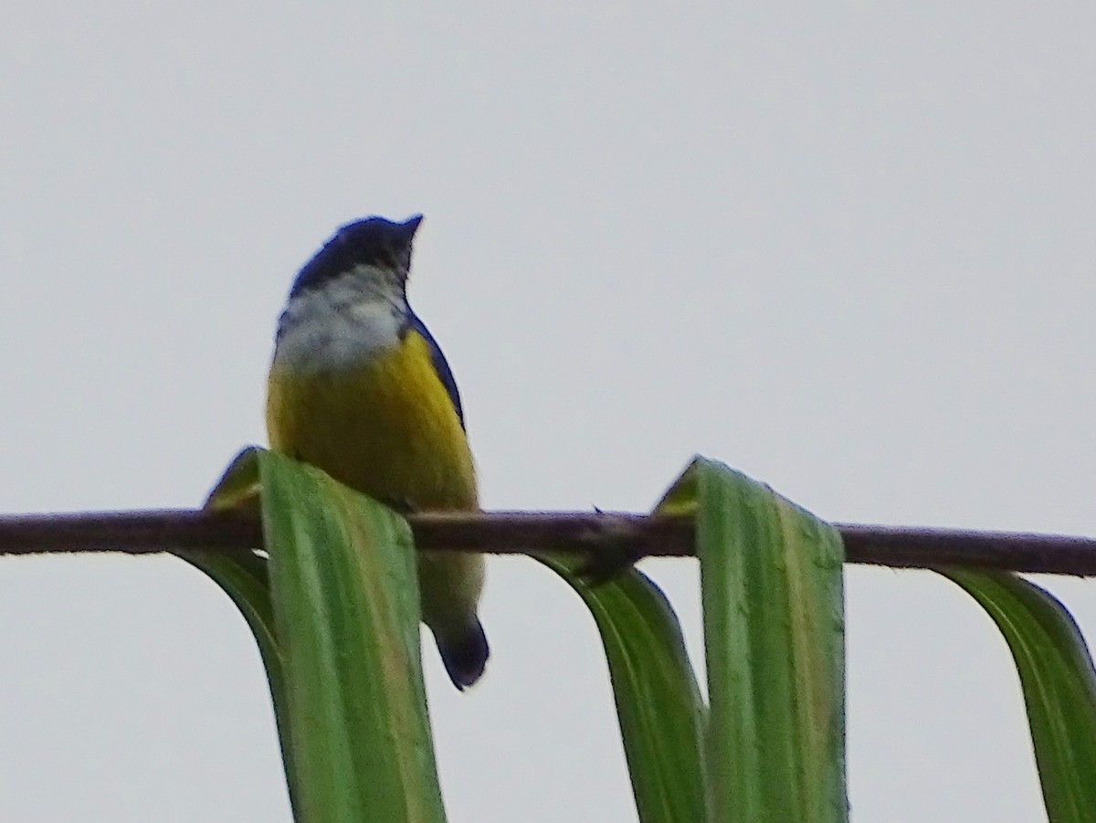 White-throated Flowerpecker - ML624255379