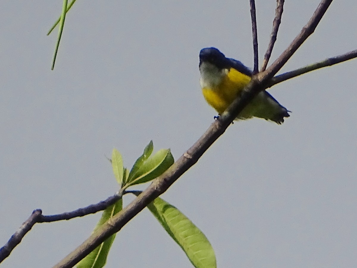 White-throated Flowerpecker - ML624255380