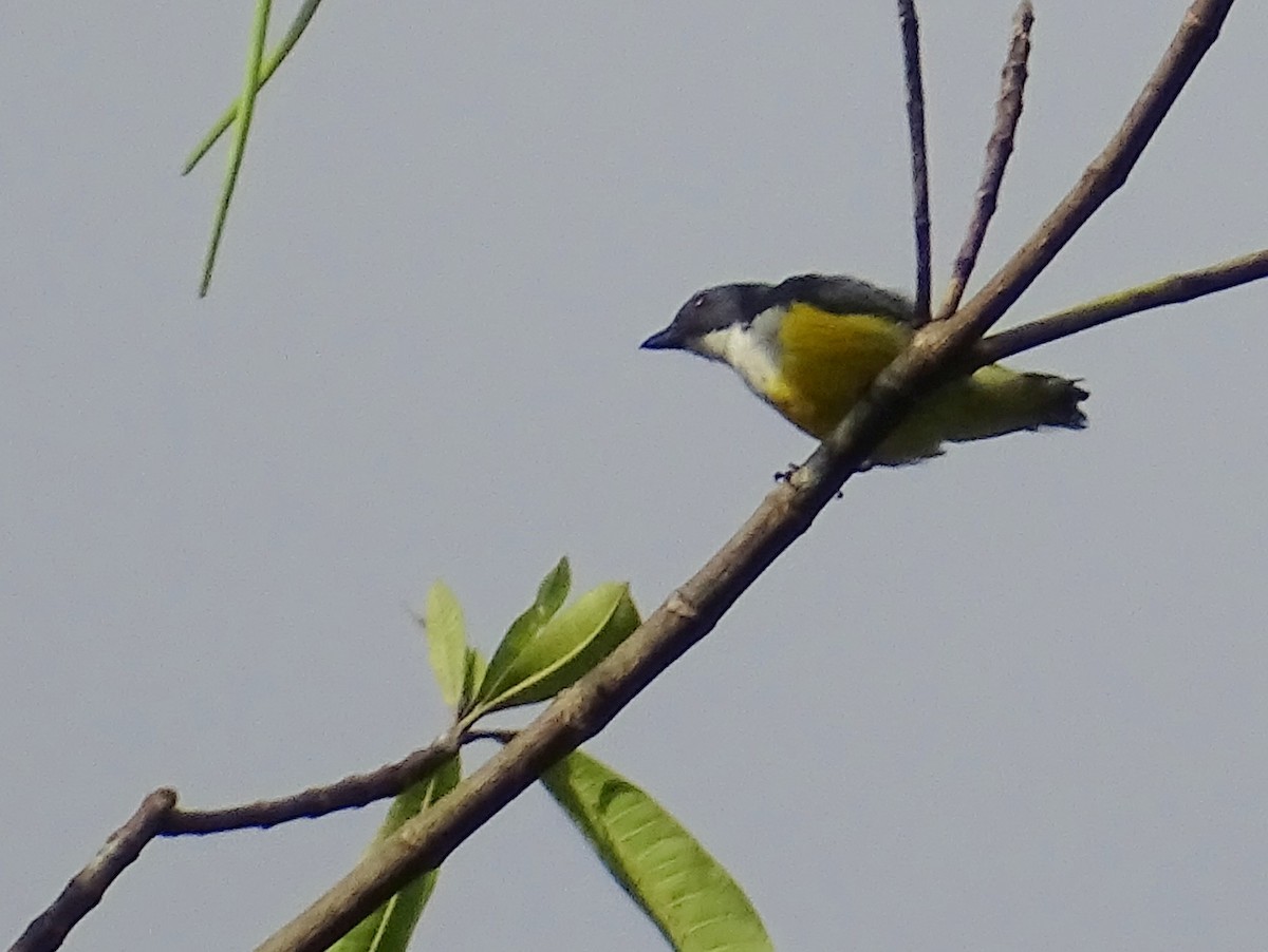 White-throated Flowerpecker - ML624255381