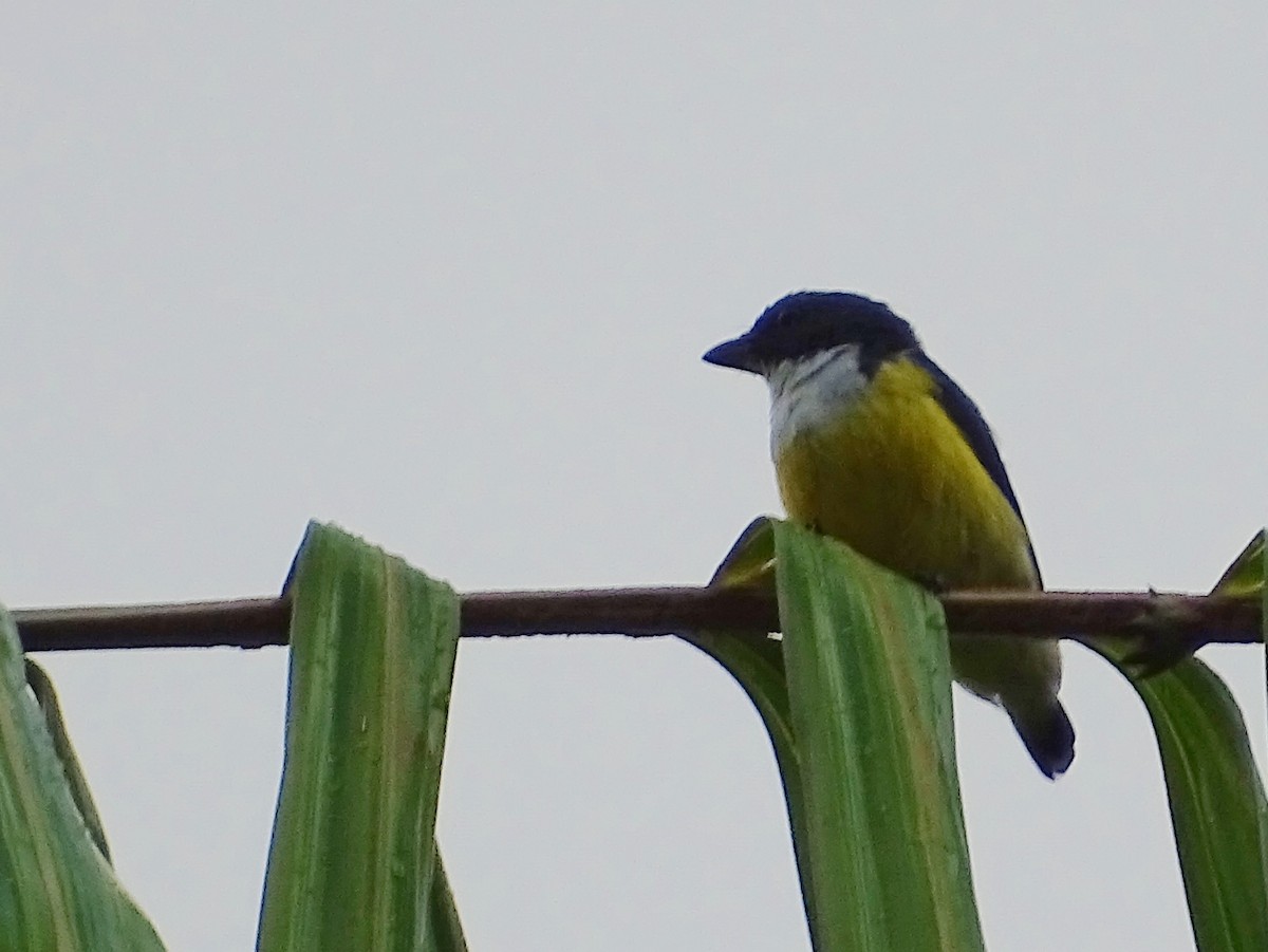 White-throated Flowerpecker - ML624255382