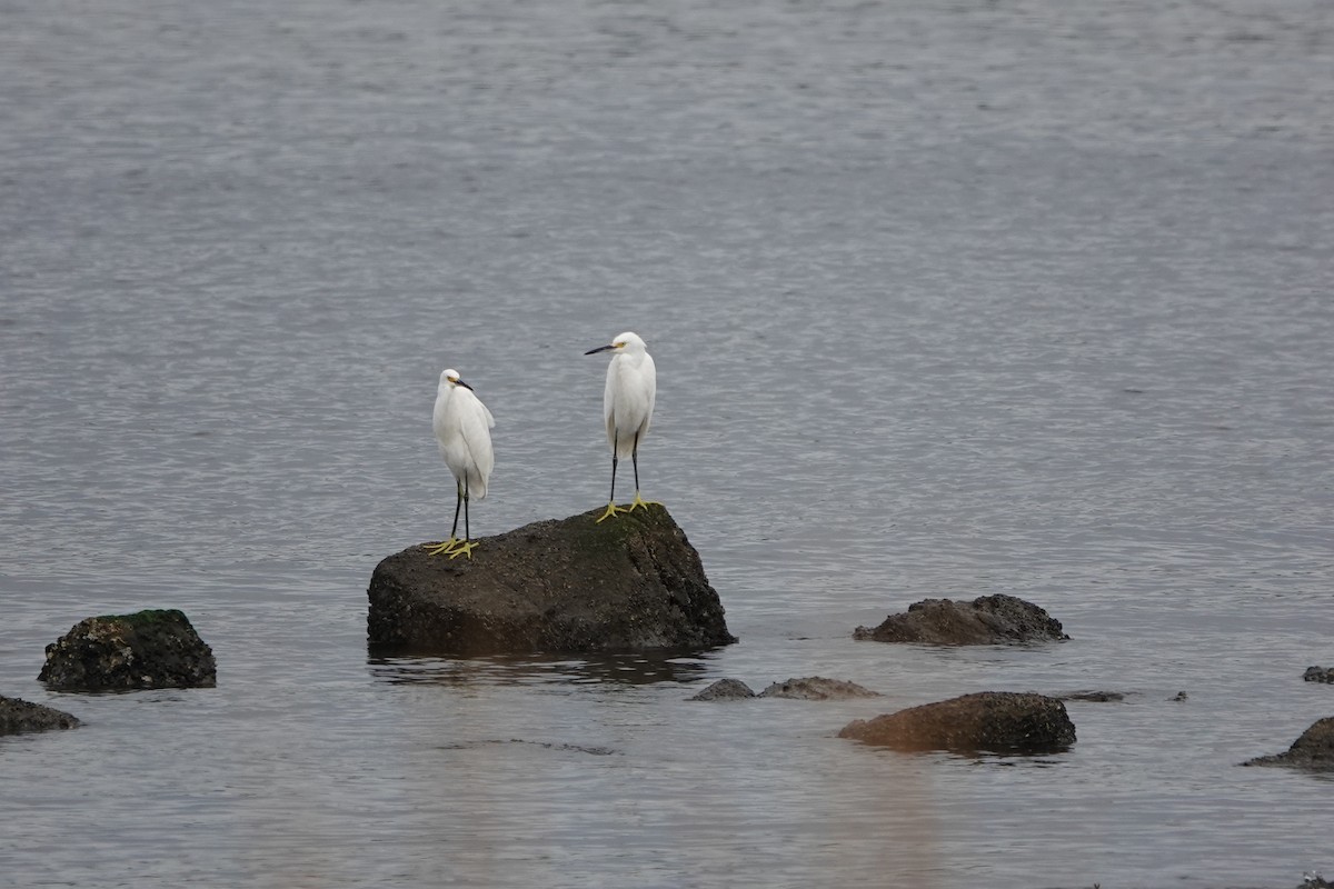 Snowy Egret - ML624255383