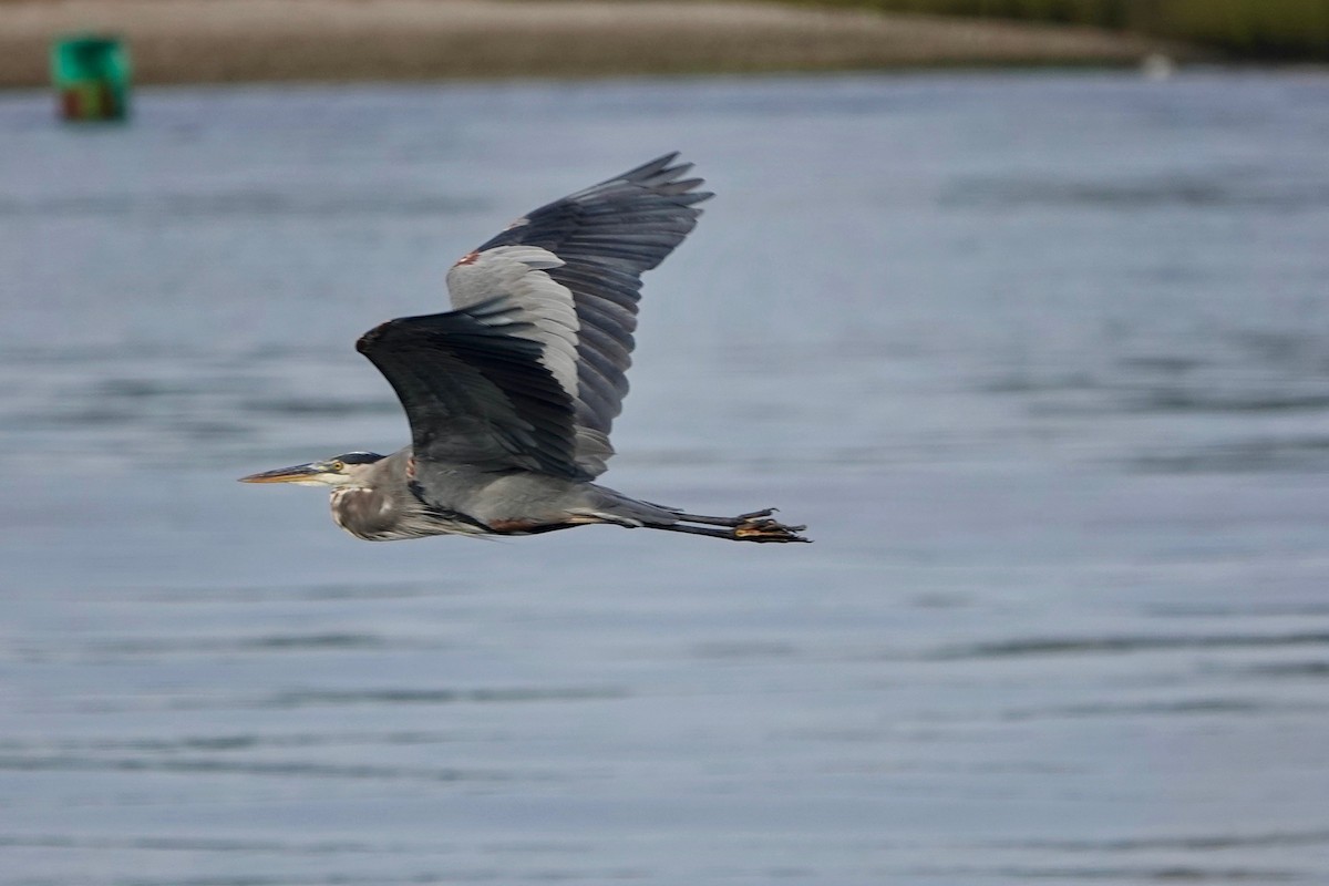 Great Blue Heron - ML624255397