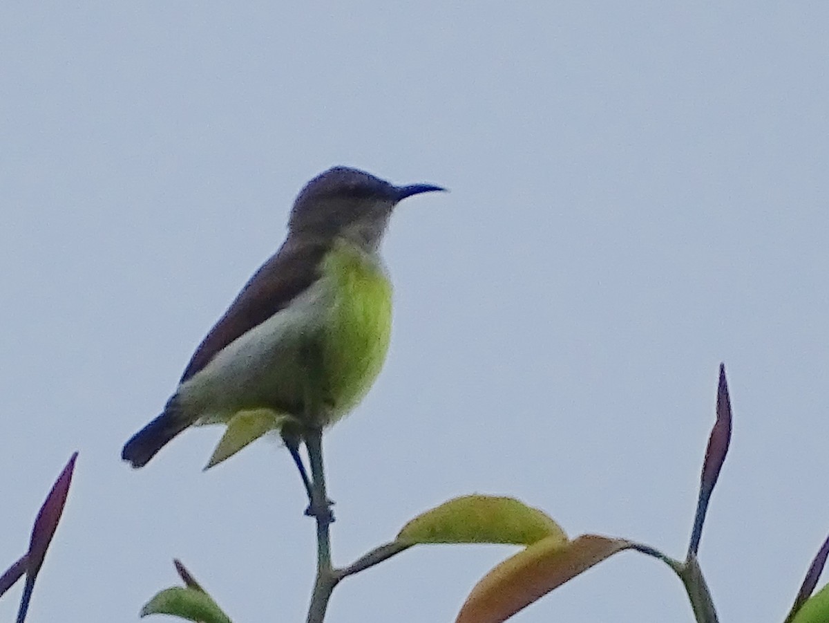 Purple-rumped Sunbird - ML624255398