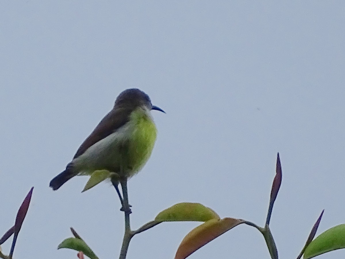 Purple-rumped Sunbird - ML624255399