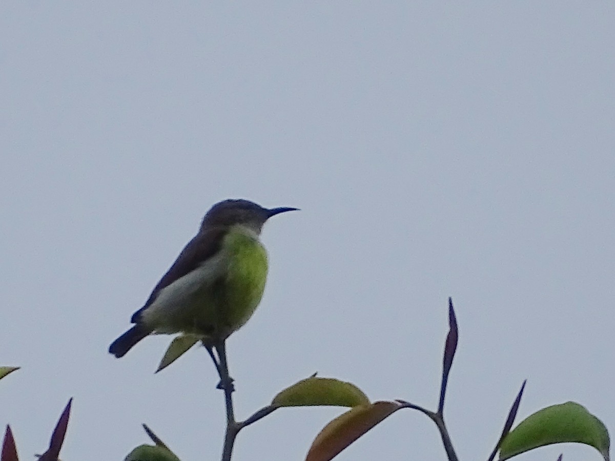 Purple-rumped Sunbird - ML624255400