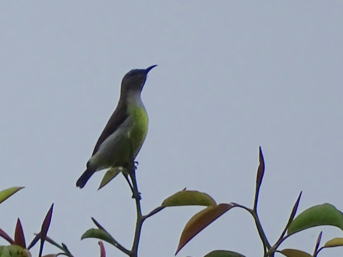 Purple-rumped Sunbird - ML624255401